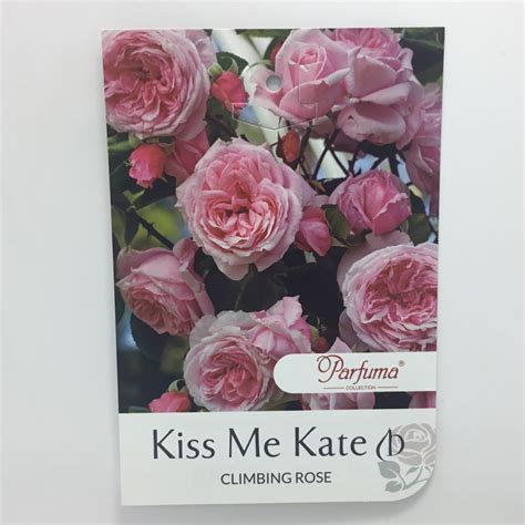 Kiss Me Kate Climbing Rose Formosa Gardens Nursery Ballarat