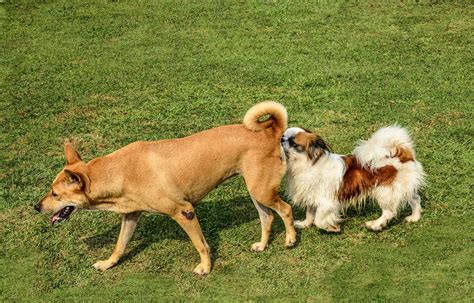 La Question Du Jour Pourquoi Les Chiens Se Reniflent Ils Les Fesses