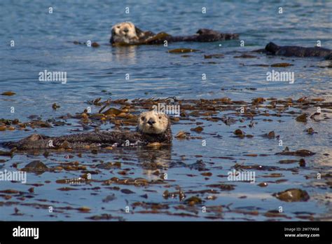 California Sea Otter Stock Photo - Alamy