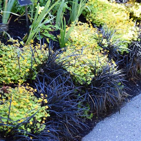 Happy Halloween How Gorgeous Is This Border Of Black Mondo Grass