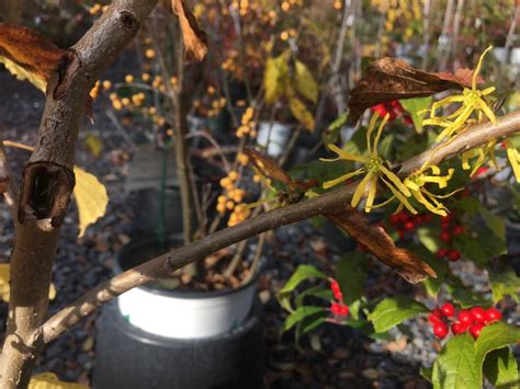 Hamamelis Virginiana Witch Hazel Common 7 Behmerwald Nursery