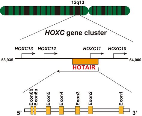 Frontiers Lncrna Hotair A Potential Prognostic Factor And