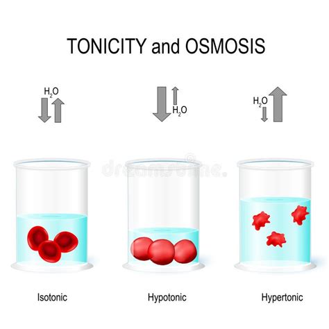 Cell Osmosis Cell In Isotonic Solution Cell In Hypertonic Solution