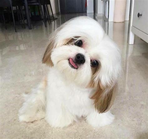 Shih Tzu Maltese Mix Puppies Price - Shih Tzu Dog