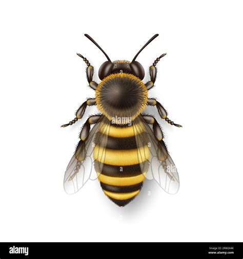 Vector 3d Realistic Detailed Honey Bee Icon Closeup Isolated On White