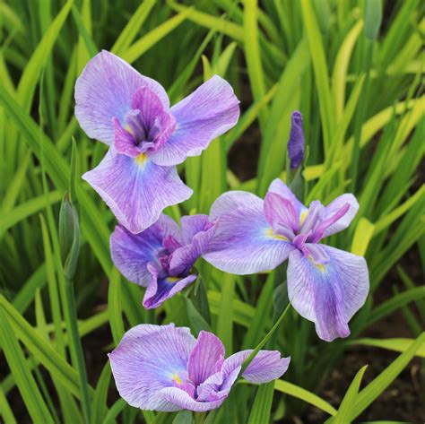 Japanese Iris Geisha Girl Purple And White Iris Ensata Purple And White Japanese Iris Easy