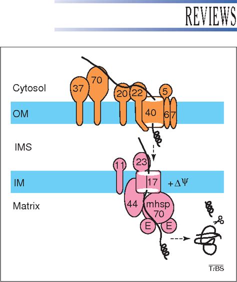 Figure 1 From How Membrane Proteins Travel Across The Mitochondrial