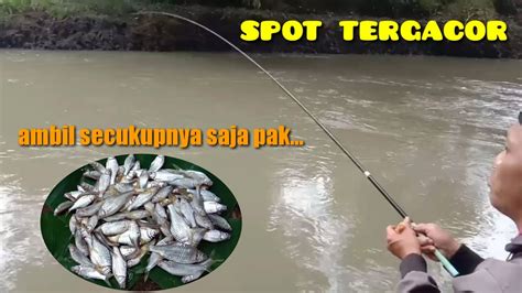 TIDAK DIRAGUKAN LAGI Ini Baru Spot Mancing Wader Yang Bisa Di Andalkan