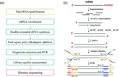 Library Preparation And Transcriptome Sequencing Of MRNA Generated From