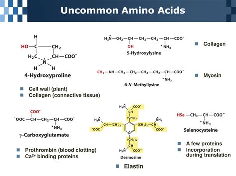 Ppt Chapter 3 Amino Acids Peptides And Proteins Powerpoint Presentation Id3657119