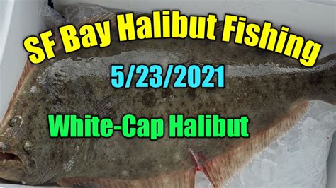 San Francisco Bay Halibut Fishing Live Baits Vs Trolling Youtube