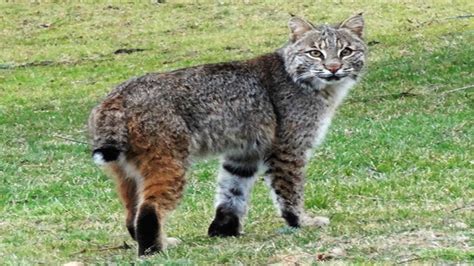 Bobcats In Western Massachusetts Wwlp