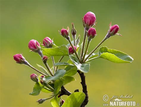 Malus Photos Malus Images Nature Wildlife Pictures Naturephoto