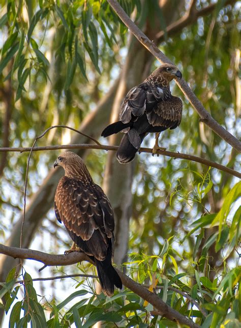 Birds Of Prey Photos, Download The BEST Free Birds Of Prey Stock Photos ...