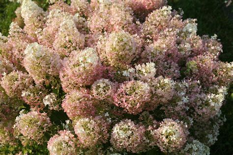 Bobo® Dwarf Hydrangea Pw 2 Gallon J Berry Nursery