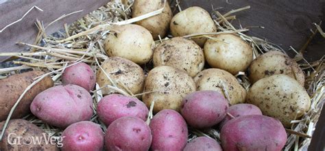 Tried and Tested Tips for Storing Potatoes Successfully