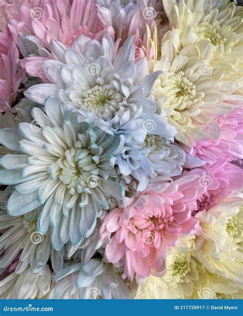 Chrysanthemums Sometimes Called Mums Pastel Colors Stock Image