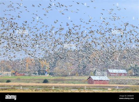 Autumn migration of birds Stock Photo - Alamy