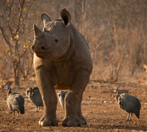 Rhino Conservation - Victoria Falls Private Game Reserve