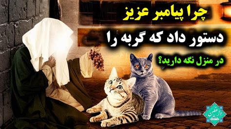 اسرار مرموزی که خداوند در گربه قرار داده YouTube