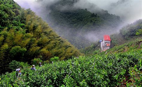 茶历史茶文化黄山六百里猴魁茶业股份有限公司