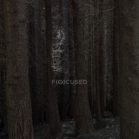 Naked Trees In Forest Park Nature Stock Photo 236730048