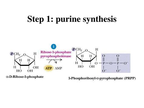 Ppt Nucleotide Metabolism Part 1 Purine Biosynthesis Powerpoint Presentation Id 91967