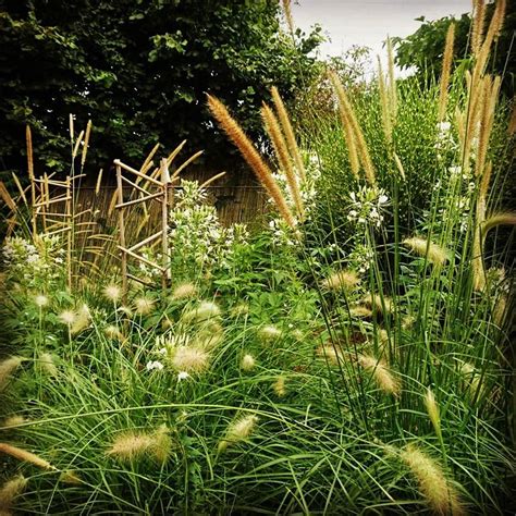 Les PENNISETUMS CENCHRUS Jardin De Luchane