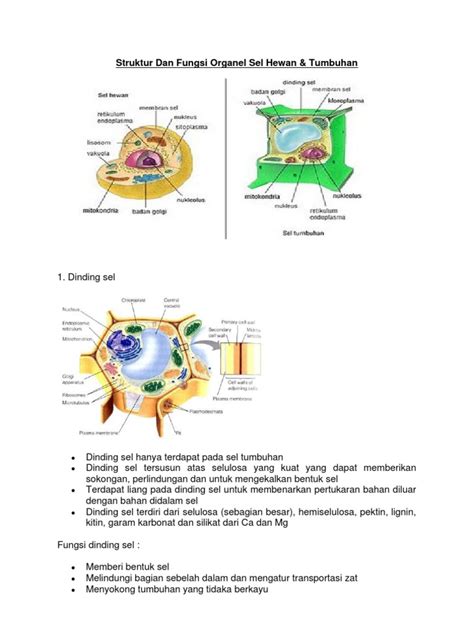 Pdf Struktur Dan Fungsi Organel Sel Hewan Dokumen Tips