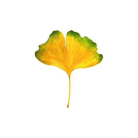 Chinese Ginkgo Illustrations Royalty Free Vector Graphics And Clip Art