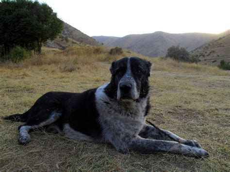 Alabay köpeği - Satin alma sahiplen!...