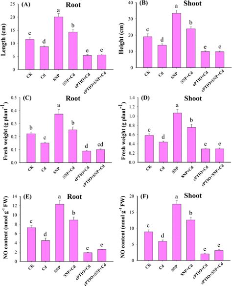 Effects Of NO Nitric Oxide Donor SNP Sodium Nitroprusside