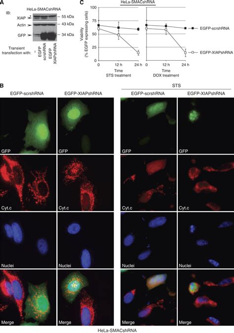 X Linked Inhibitor Of Apoptosis Protein Xiap Knockdown Restores Download Scientific Diagram