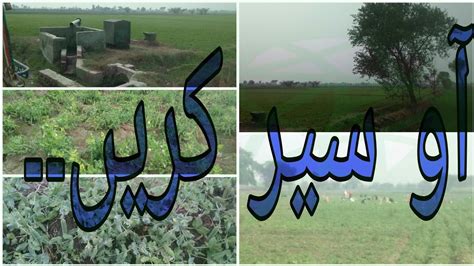 Gaon Ki Sair Village Life Pea Fasal Punjab Rural Zindagi Beautiful