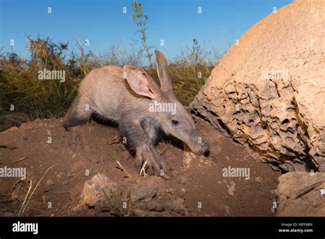 Feeding Termites Hi Res Stock Photography And Images Alamy