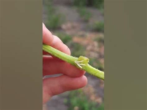 УКОРЕНЯЕМ ОГУРЦЫ #огород #дача #полезныесоветы #огурцы #сад - YouTube