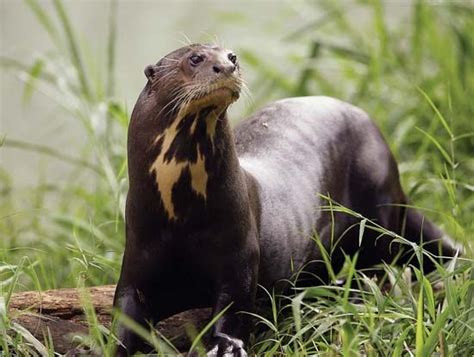 Ariranha onça d água Animais incomuns Animais em extinção Fauna