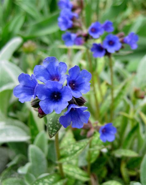 Id Rather Be Blue 10 Blue Perennials For Your Garden — Enchanted Gardens