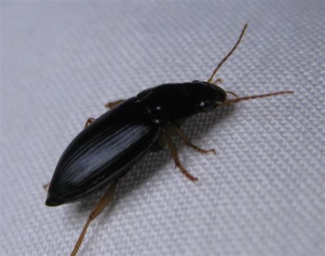 Top 65 Of Black Beetle Type Bug In House Milk Chocolate Delights