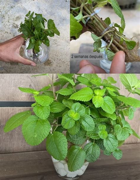 C Mo Cultivar Menta En Casa En Agua Sin Tierra Plantascuidadoytrucos