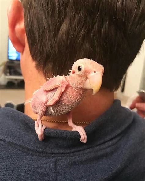 Ideas De Rhea The Naked Bird Para Guardar Hoy Aves Pajarito Loros Y M S