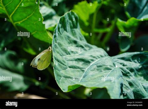 Las Larvas De La Mariposa Blanca Pieris Brassicae Destruyen La Cosecha