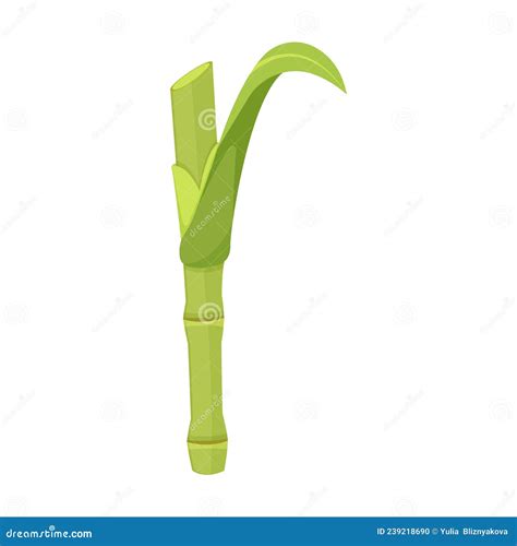 Sugar Cane Stalk Cut Stem Of Plant Stock Vector Illustration Of