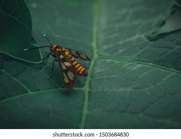 Willow Flea Beetle Crepidodera Aurata Sitting Stock Photo 2231389267