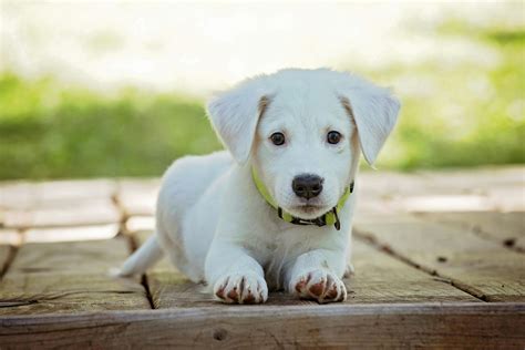20,000+ Best Dog Photos · 100% Free Download · Pexels Stock Photos