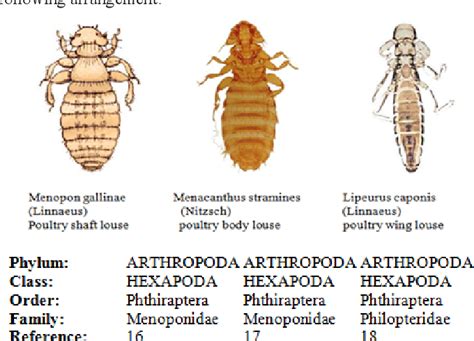 Figure 1 From Biodiversity And Prevalence Of Chewing Lice On Local