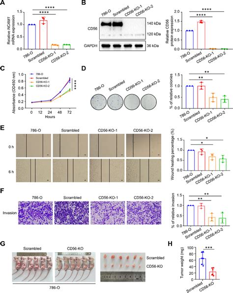 Knockout Of Cd Inhibited Proliferation Invasion And Migration Of