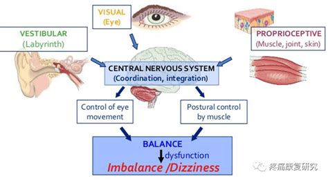 扬达疗法人体平衡系统 MedSci cn