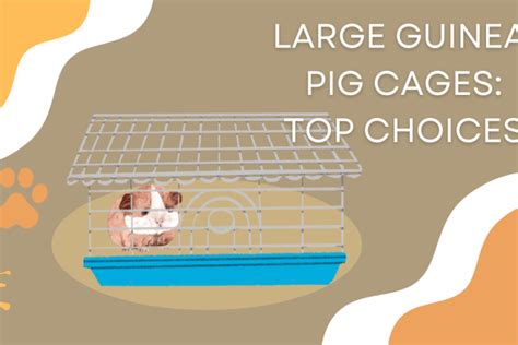 Best Cages For Guinea Pigs Top 5 Picks