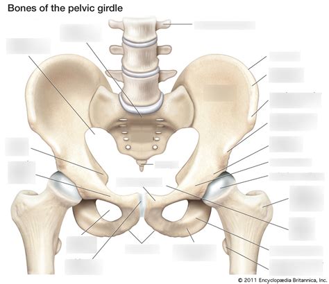 Pelvic Girdle Diagram Quizlet